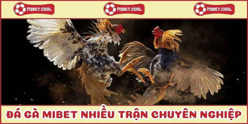 da-ga-mibet-nhieu-tran-chuyen-nghiep