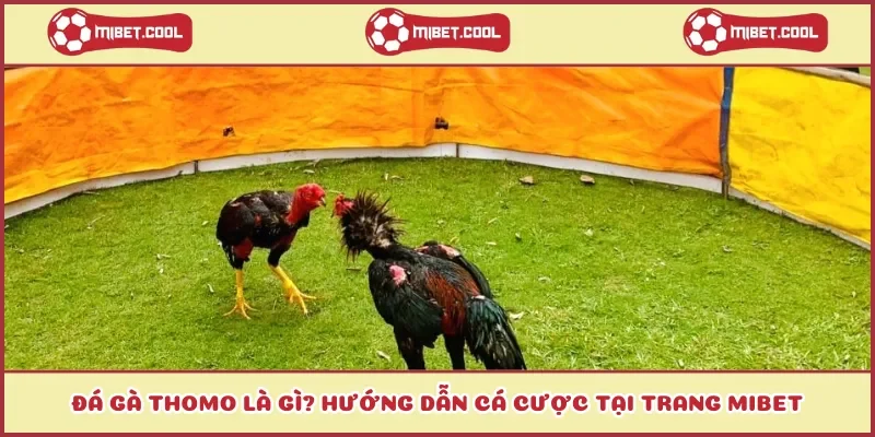 da-ga-thomo-huong-dan-ca-cuoc-tai-trang-mibet