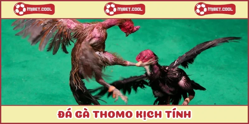 da-ga-thomo-kich-tinh