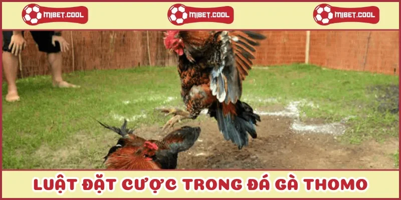 luat-dat-cuoc-trong-da-ga-thomo