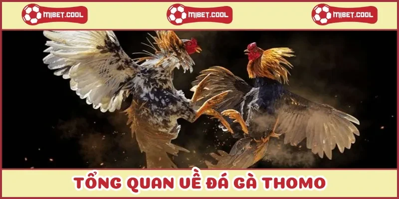 tong-quan-ve-da-ga-thomo