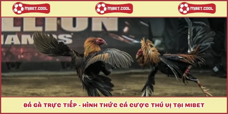 da-ga-truc-tiep-hinh-thuc-ca-cuoc-thu-vi-tai-mibet