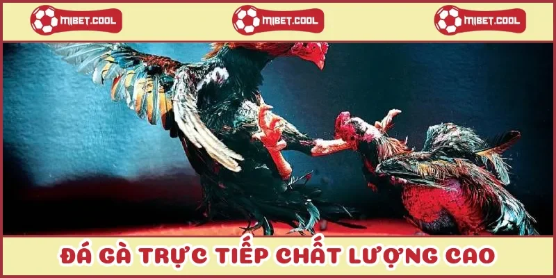 da-ga-truc-tiep-chat-luong-cao