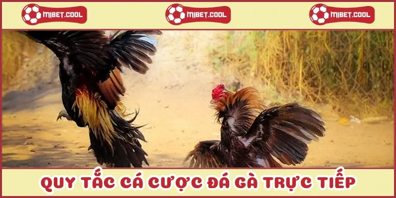 quy-tac-ca-cuoc-da-ga-truc-tiep