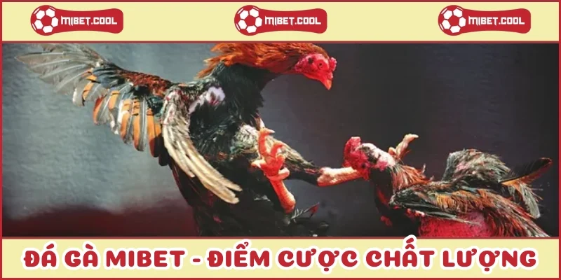 da-ga-mibet-diem-cuoc-chat-luong